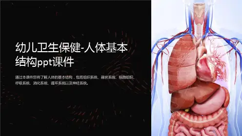 幼儿卫生保健-人体基本结构课件