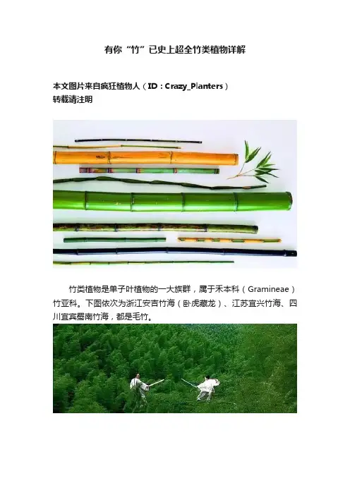 有你“竹”已史上超全竹类植物详解