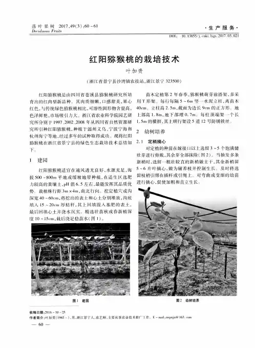 红阳猕猴桃的栽培技术