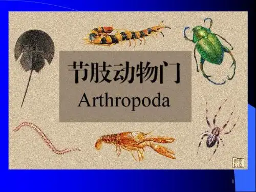 第十一章  节肢动物门