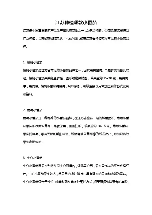 江苏种植哪款小番茄