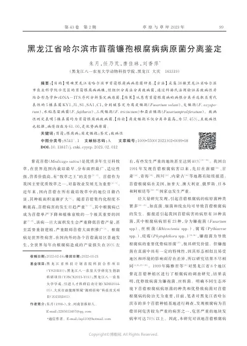 黑龙江省哈尔滨市苜蓿镰孢根腐病病原菌分离鉴定