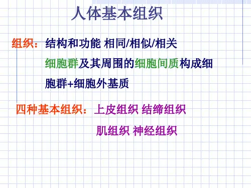 人体解剖生理学人体组织