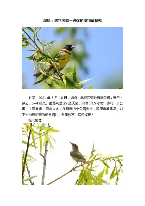 观鸟：遇到国家一级保护动物黄胸鹀