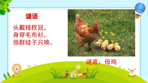 14 母鸡 课件(共19张PPT)