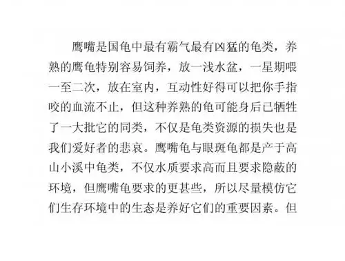 霸气凶猛的国龟——鹰嘴饲养攻略