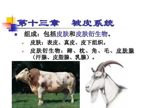 5被皮系统