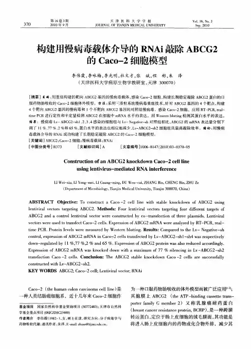 构建用慢病毒载体介导的RNAi敲除ABCG2的Caco-2细胞模型