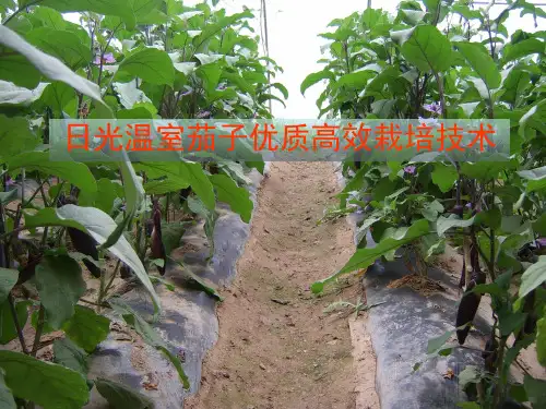 日光温室茄子栽培技术PPT课件