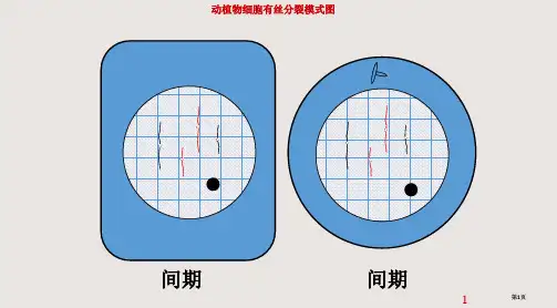 复习用减数分裂的过程课件公开课一等奖优质课大赛微课获奖课件