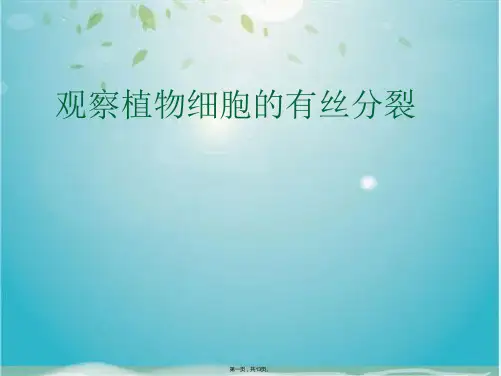 观察植物细胞的有丝分裂(共13张PPT)