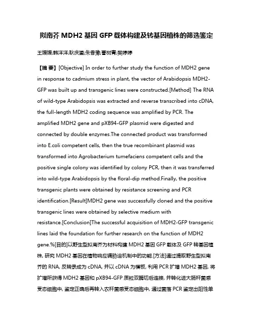 拟南芥MDH2基因GFP载体构建及转基因植株的筛选鉴定