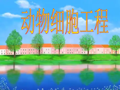 生物：2.2《动物细胞工程》课件(9)(新人教版选修3)