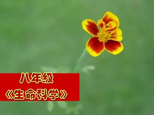 【初中生物】神经系统的组成PPT课件3