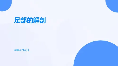 (医学课件)足部的解剖