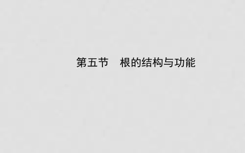 八年级生物上册 第四单元 第一章 第五节 根的结构与功能课件 济南版