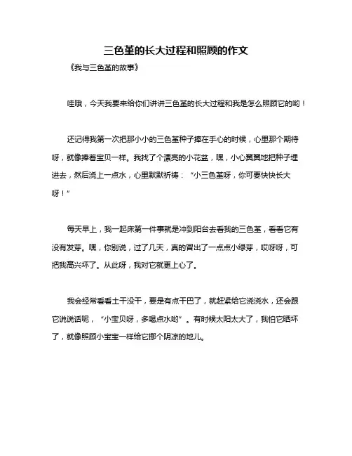 三色堇的长大过程和照顾的作文