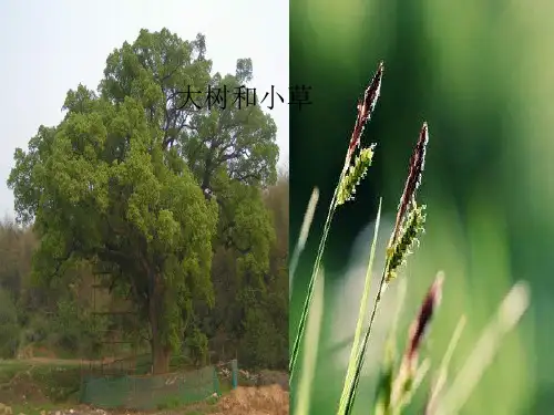新版三年级上册科学课件 1.3 大树和小草 教科版(共19张PPT)演示课件
