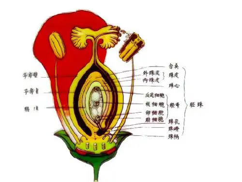 第三章  第二节  花药的发育和花粉粒的形成