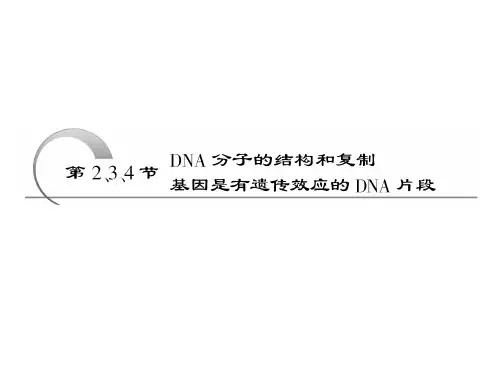 DNAA分子的结构和复制