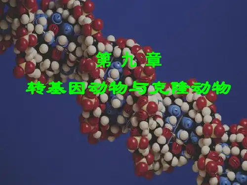 转基因动物与克隆精精品PPT课件