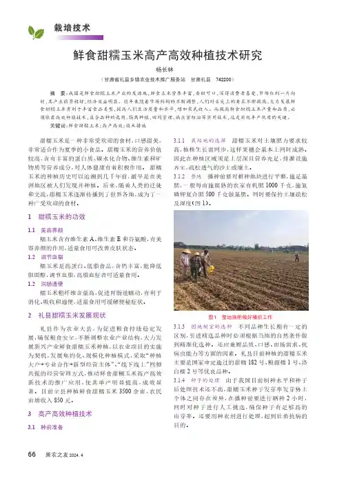 鲜食甜糯玉米高产高效种植技术研究