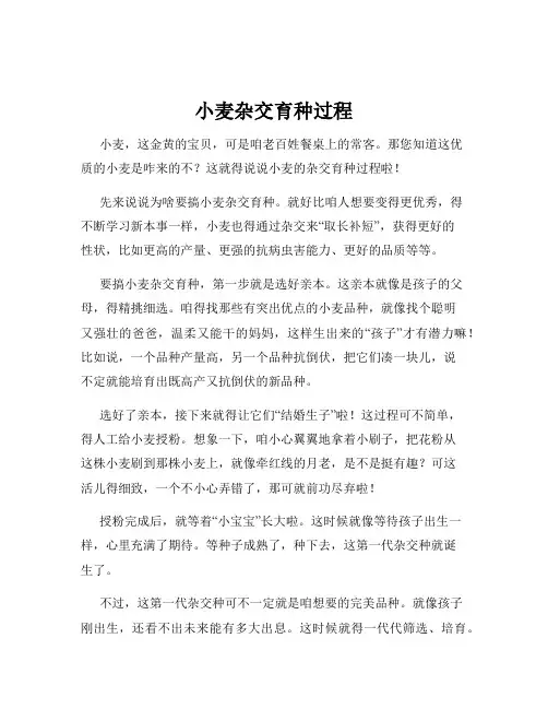 小麦杂交育种过程