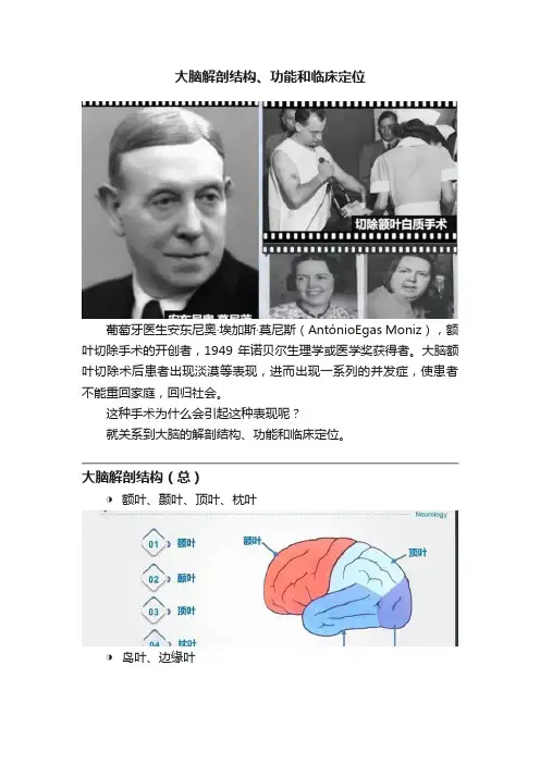大脑解剖结构、功能和临床定位