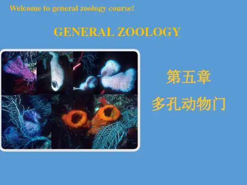 普通动物学课件第五章多孔动物门