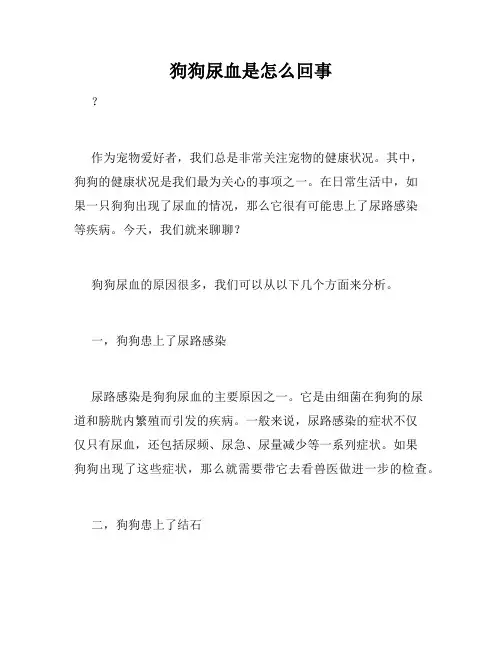 狗狗尿血是怎么回事
