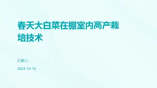 春天大白菜在棚室内高产栽培技术