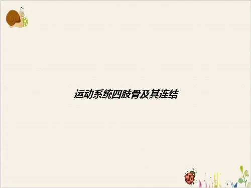 运动系统四肢骨及其连结PPT.