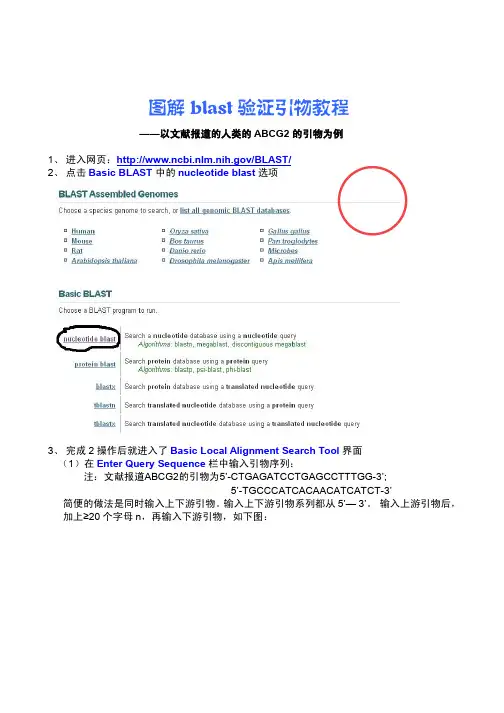 图解blast验证引物教程1