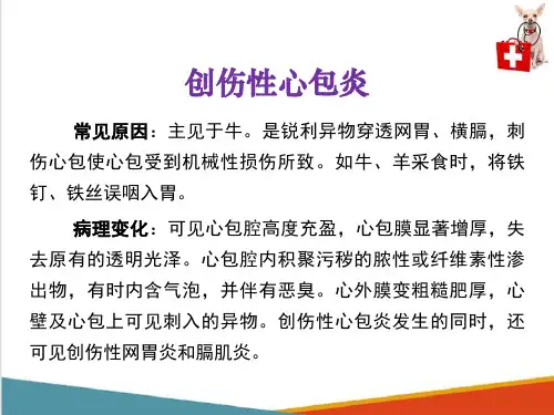 动物心血管系统病理—心包炎(动物病理学课件)