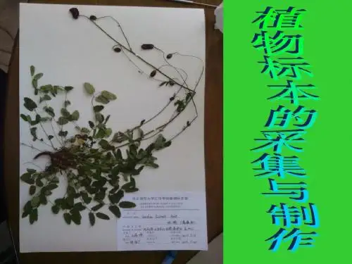 植物标本的采集与制作