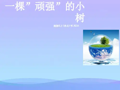 (优选)六年级科学上册1.1一棵顽强的小树 PPT精品课件3湘教版