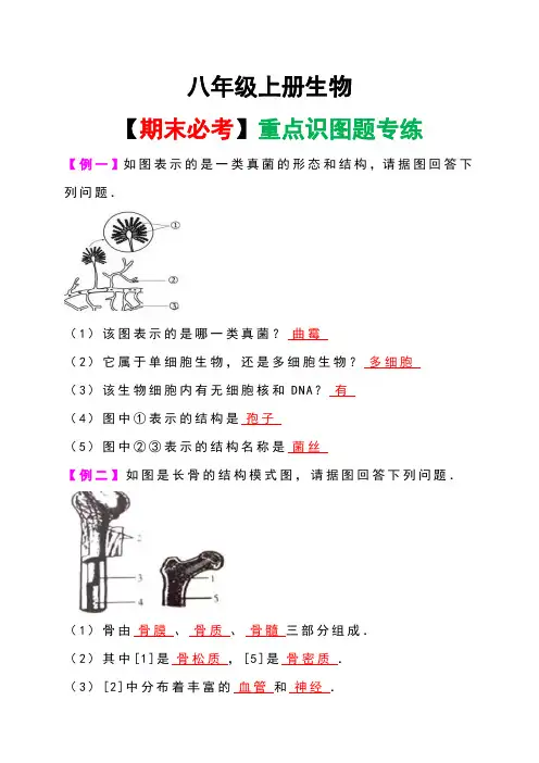 八年级上册生物【期末必考】重点识图题专练.pdf(解析版)(1)