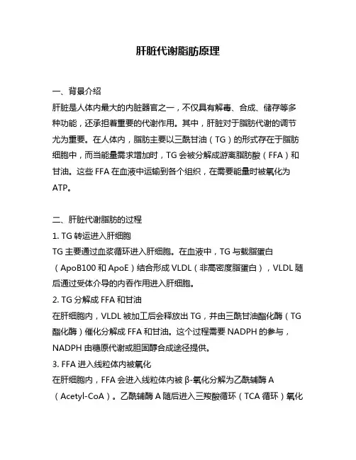 肝脏代谢脂肪原理