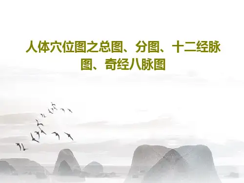 人体穴位图之总图、分图、十二经脉图、奇经八脉图PPT文档21页