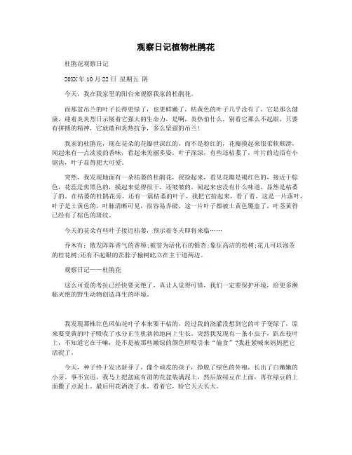 观察日记植物杜鹃花