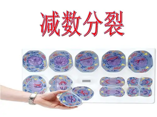 减数分裂(一轮复习精品)