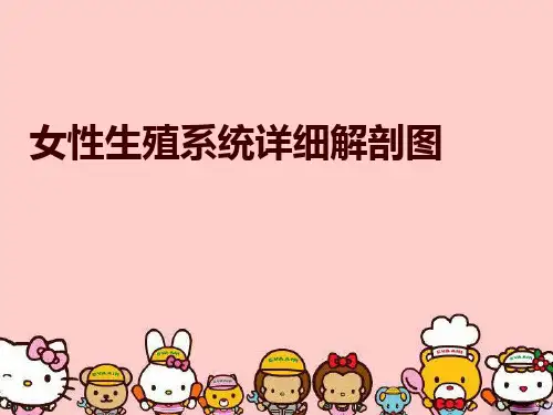 最新女性生殖系统详细解剖图精品ppt课件