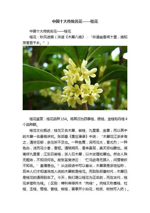 中国十大传统名花——桂花