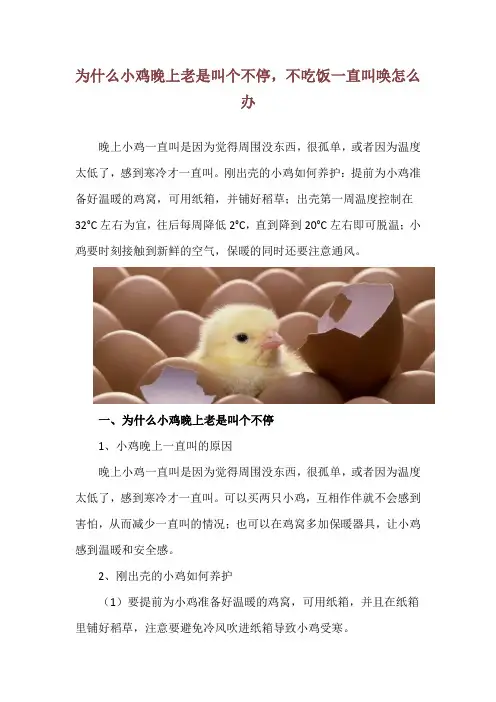 为什么小鸡晚上老是叫个不停,不吃饭一直叫唤怎么办