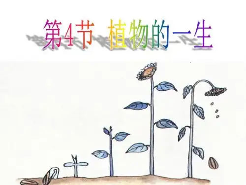 1.4 植物的一生(第1课时)