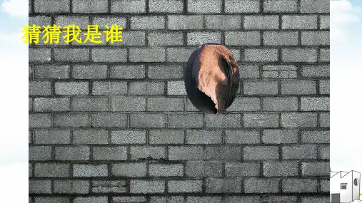 大象的耳朵课件1