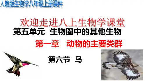 人教版八年级上册第一章 第六节   鸟 课件