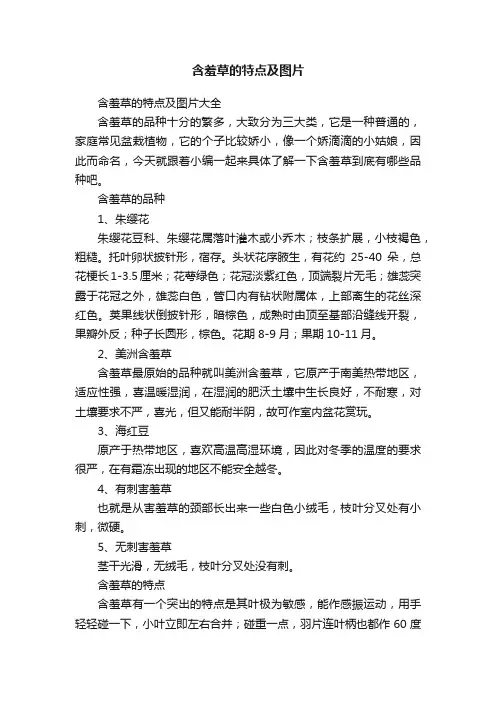 含羞草的特点及图片大全
