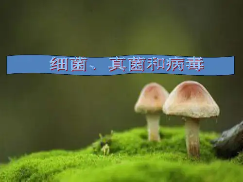 细菌、真菌和病毒