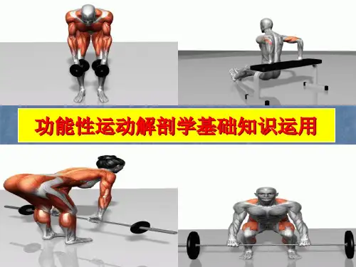 功能性运动解剖学基础知识运用.